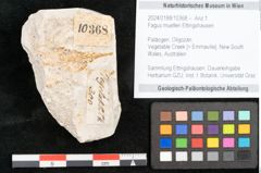 Foto (Objekt + Etikett) von Fagus muelleri Ettingshausen (NHMW-GEO-2024-0188-10368)